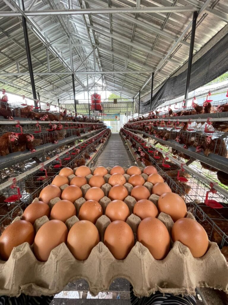 Panen Melimpah di Lapas Narkotika Karang Intan, 700 Butir Telur Setiap Hari dari Wahana Asimilasi